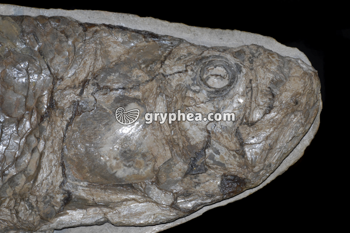 Tête de poisson fossilisé - gryphea.com